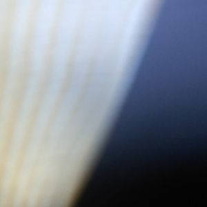 Meet your Posher, Dominic